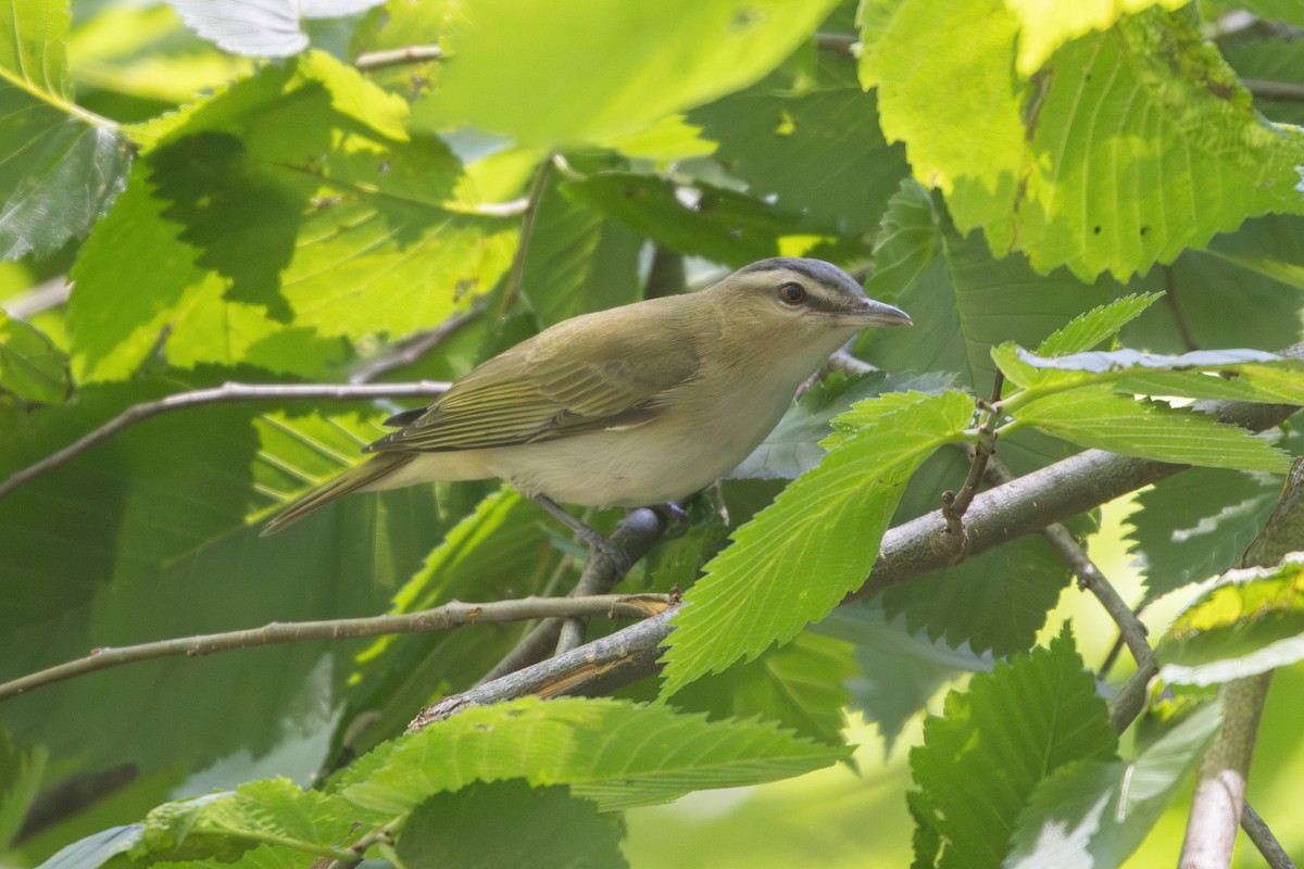 Red-eyed Vireo - ML636416961