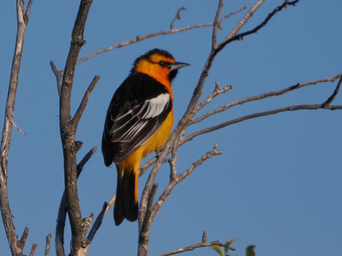 Bullock's Oriole - ML636416962