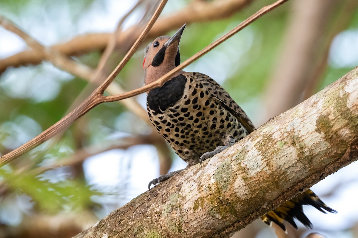 Northern Flicker (Cuban) - ML636416965