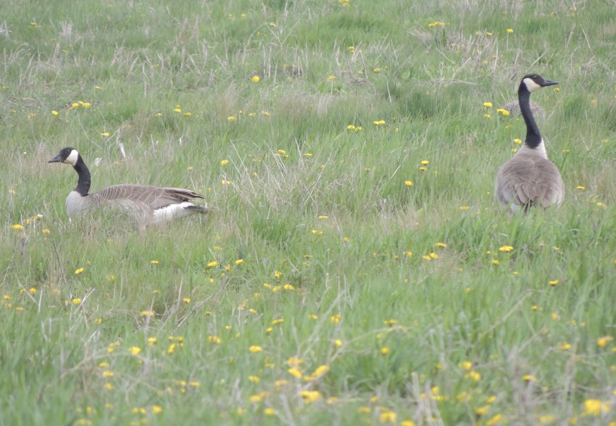 Canada Goose - ML636416969
