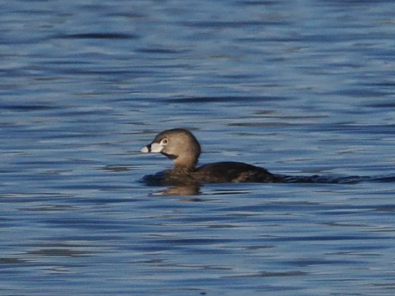 Pied-billed Grebe - ML636417002