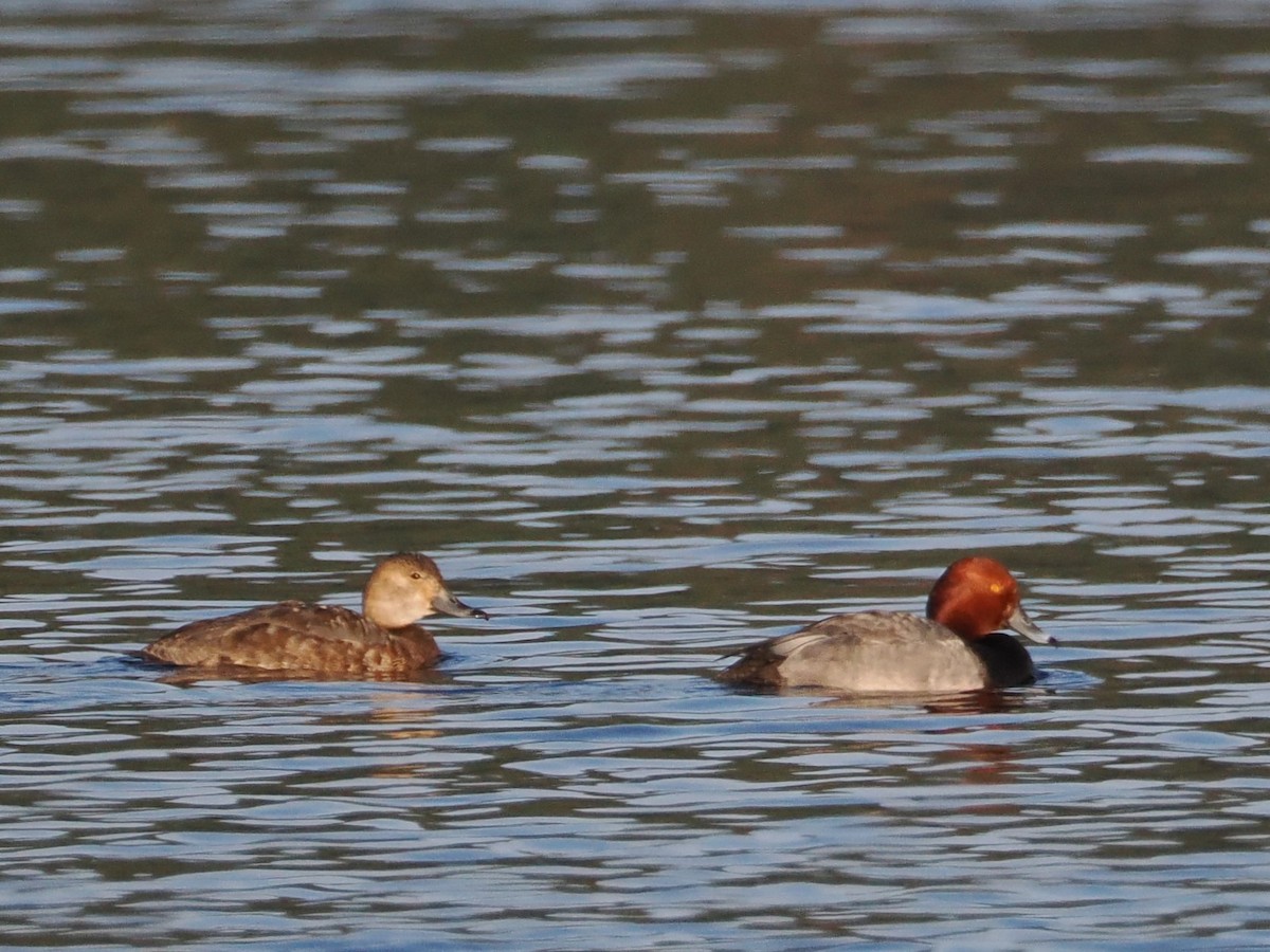 Redhead - ML636417073
