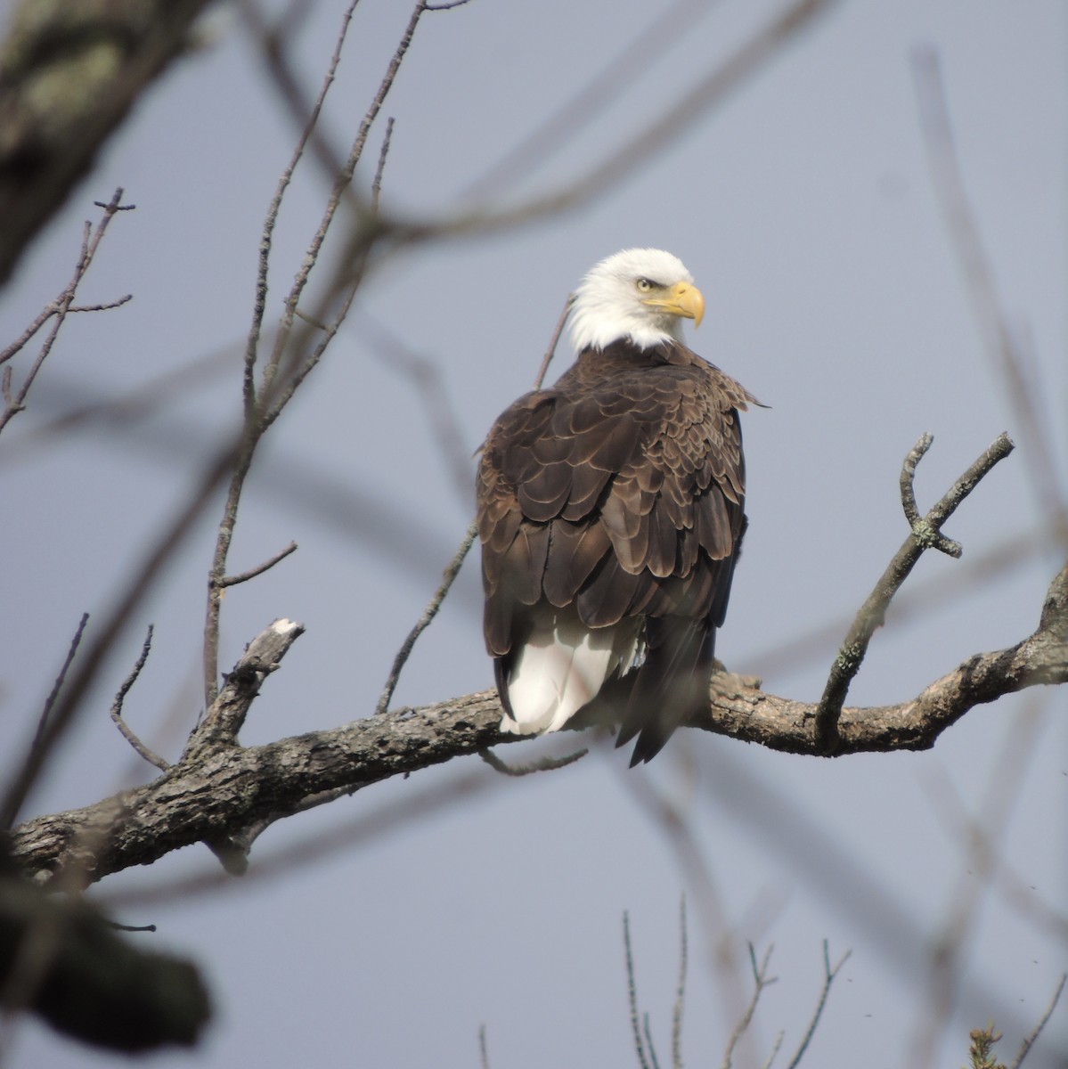 Bald Eagle - ML636417075
