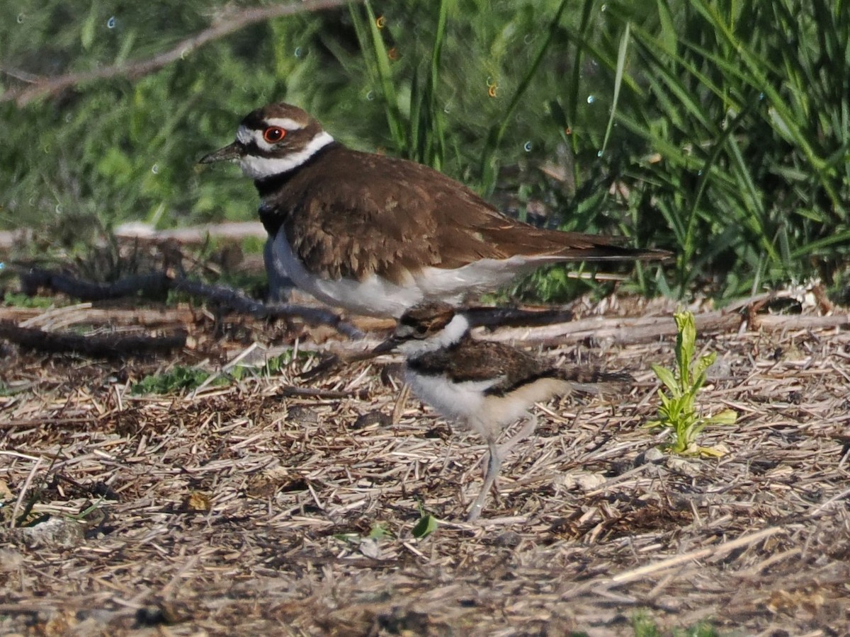 Killdeer - ML636417126