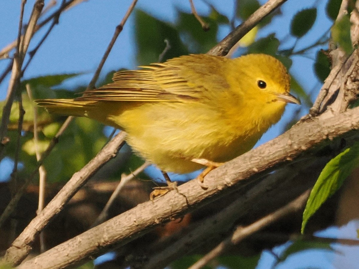 Northern Yellow Warbler - ML636417185