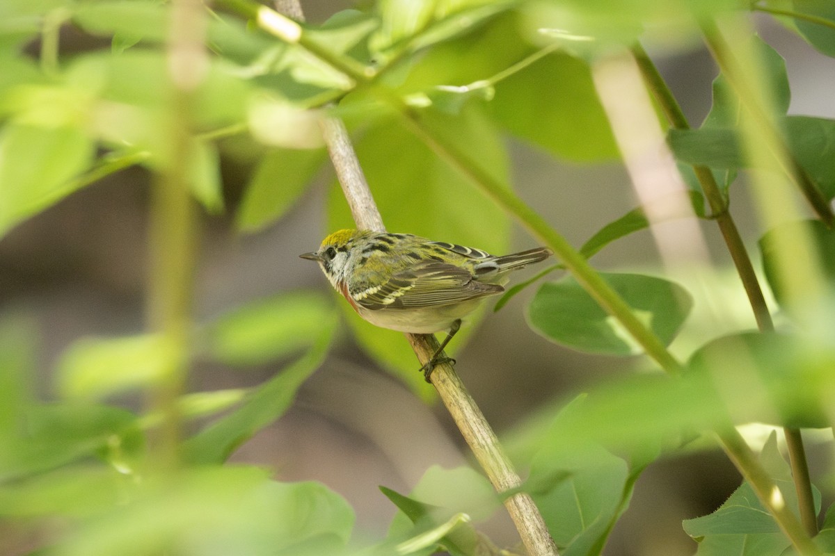 Chestnut-sided Warbler - ML636417203