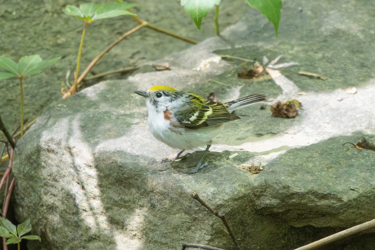 Chestnut-sided Warbler - ML636417207