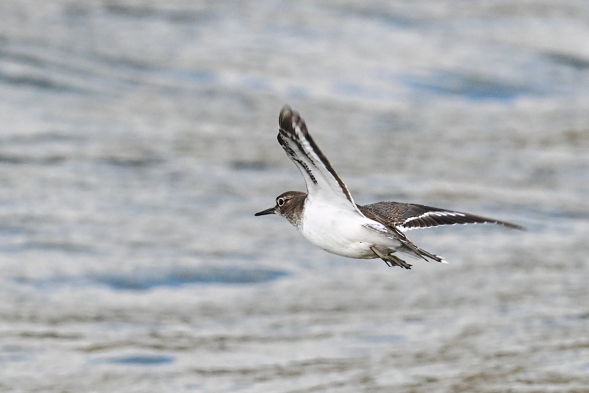 strandsnipe - ML636417262