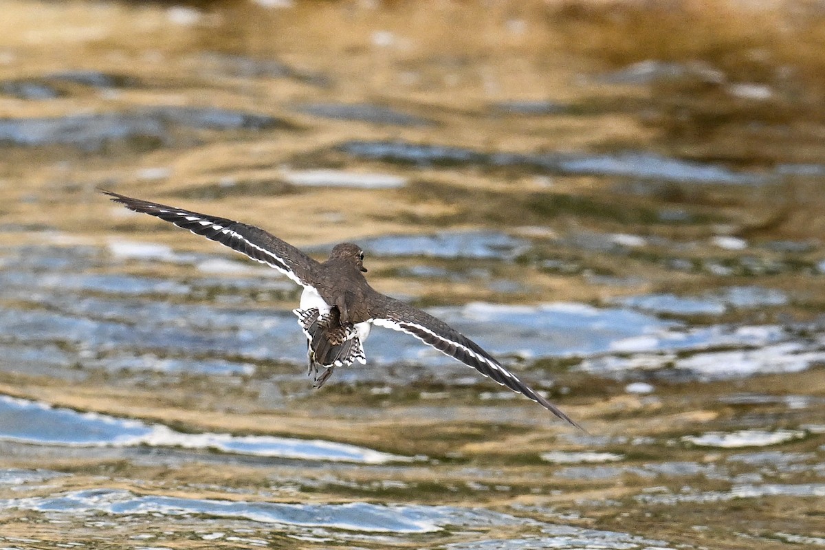 strandsnipe - ML636417263