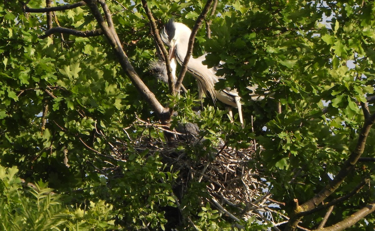 Хөх дэглий - ML636417265