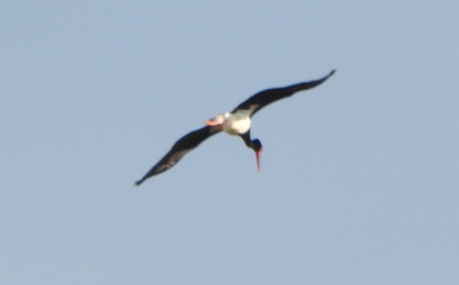 Хар өрөвтас - ML636417278