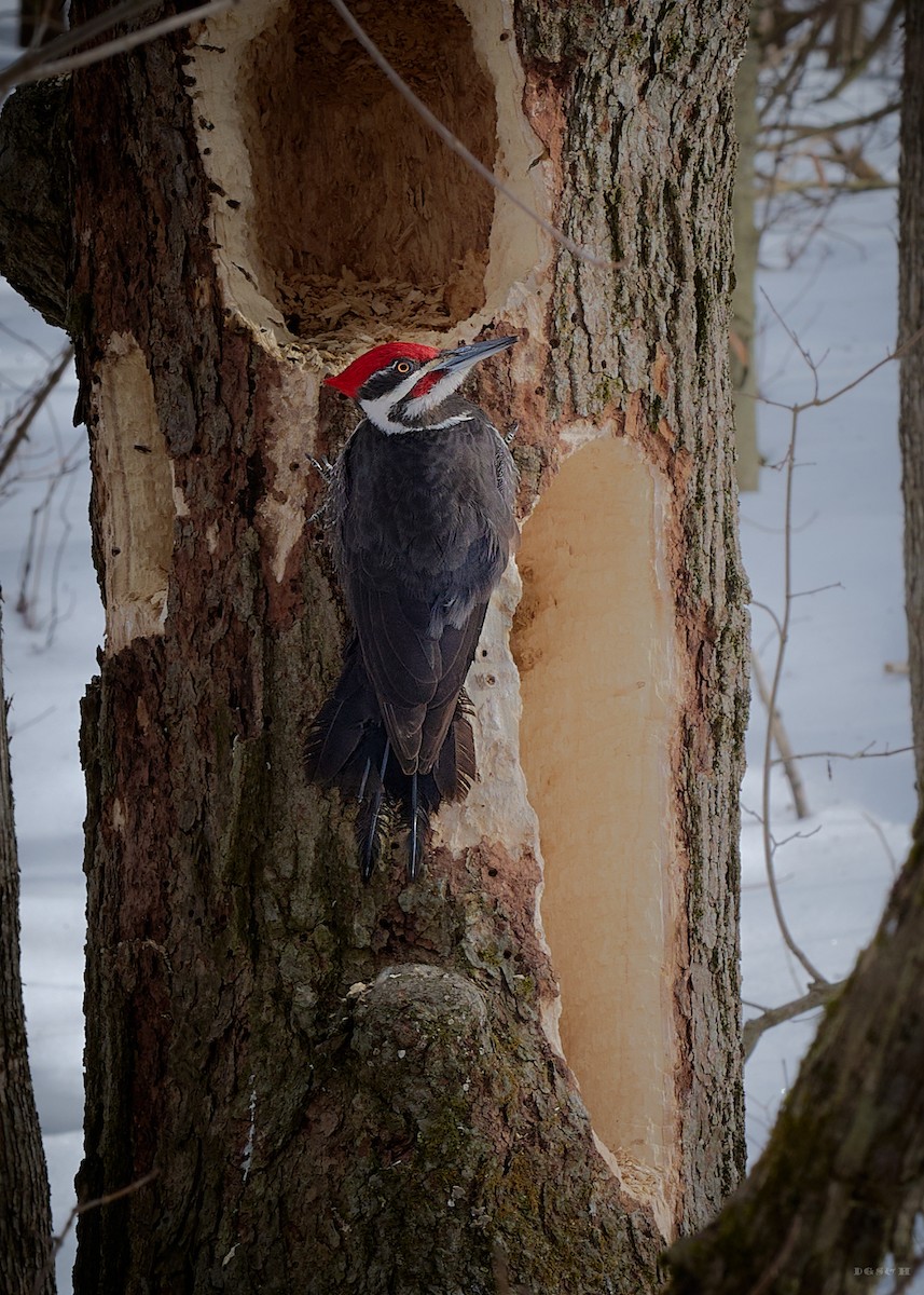 Pileated Woodpecker - ML636417295