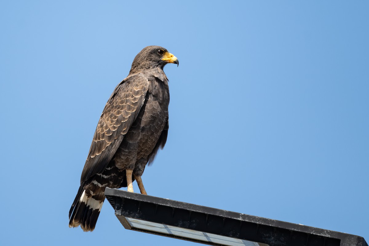 Cuban Black Hawk - ML636417305