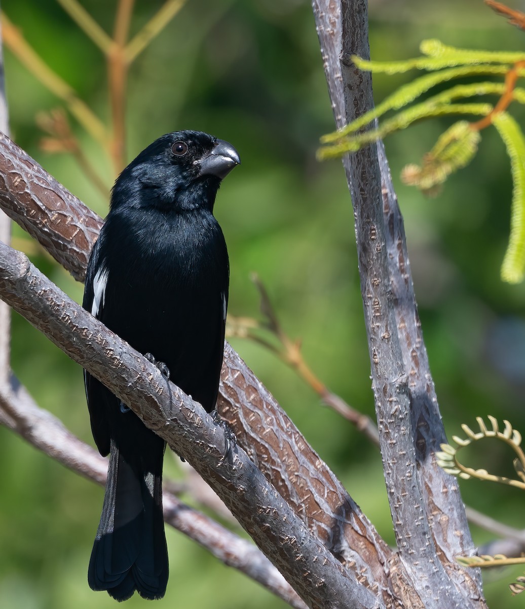 Cuban Bullfinch - ML636417338