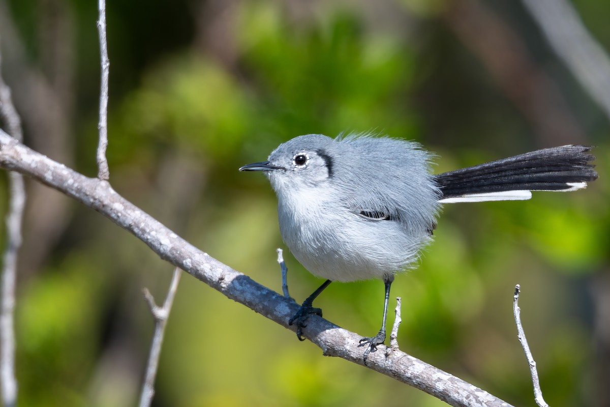 Cuban Gnatcatcher - ML636417372