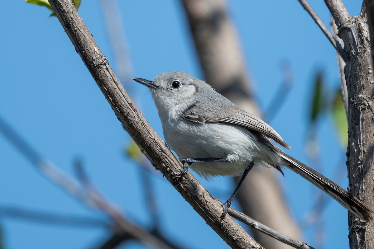 Cuban Gnatcatcher - ML636417373