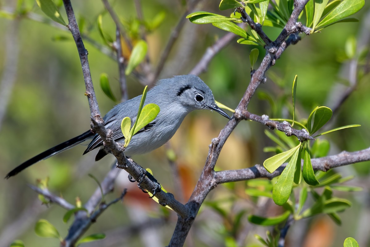 Cuban Gnatcatcher - ML636417374