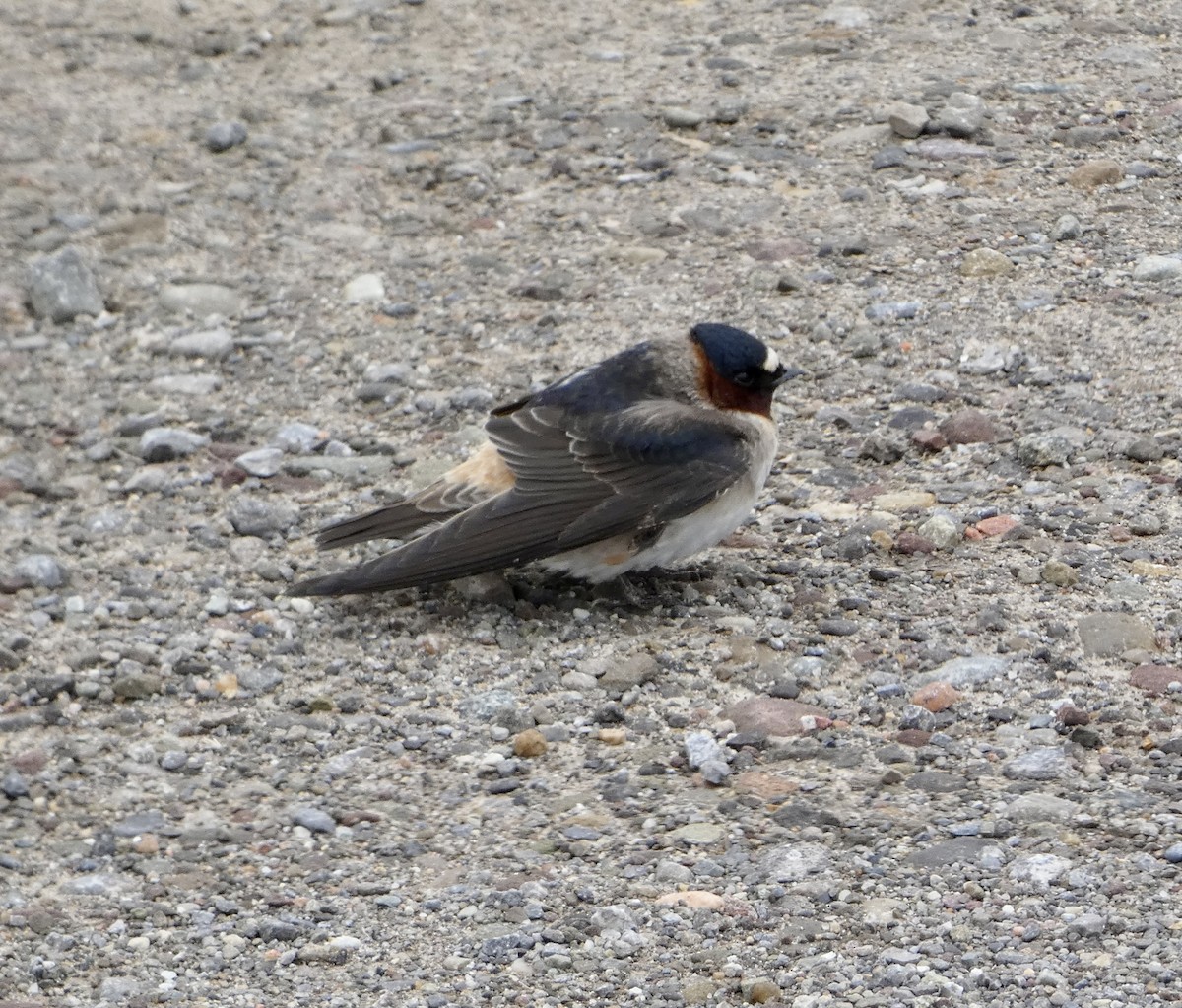 Cliff Swallow - ML636417377