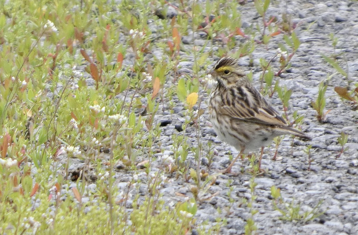 Savannah Sparrow - ML636417390