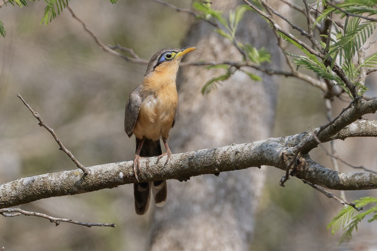 Drosselkuckuck - ML636417429