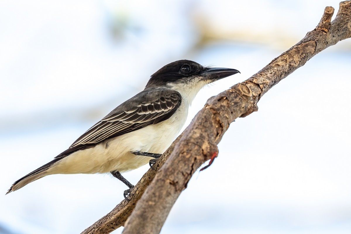 Giant Kingbird - ML636417510
