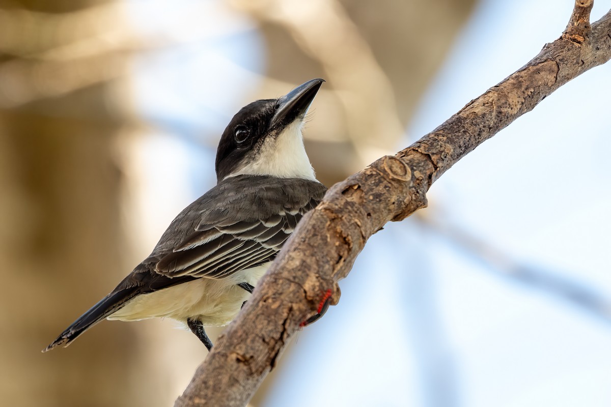 Giant Kingbird - ML636417512