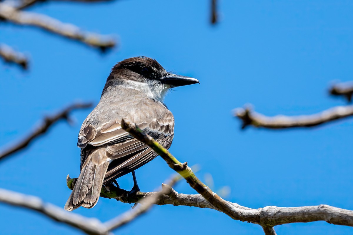 Giant Kingbird - ML636417513