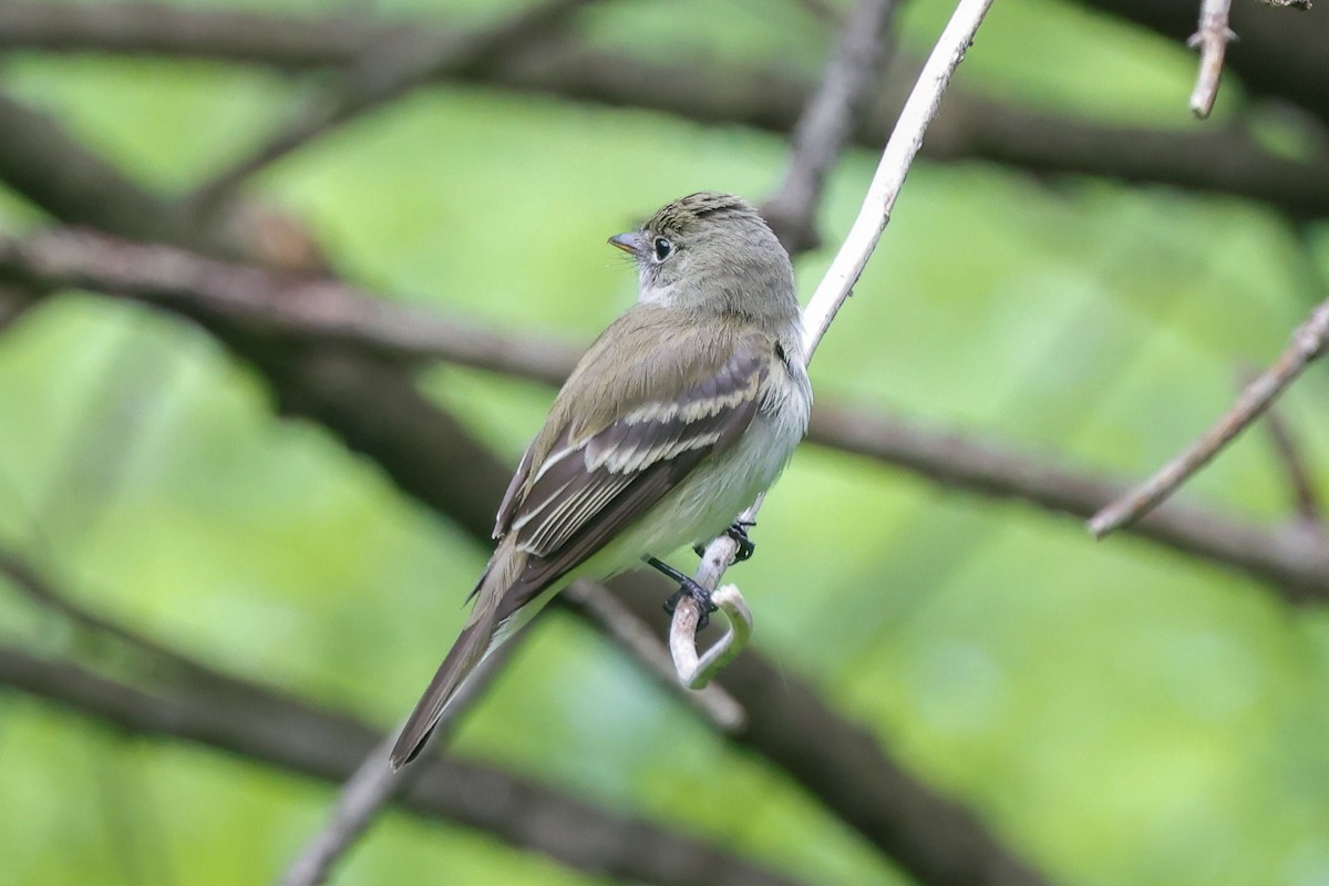 Alder Flycatcher - ML636417514