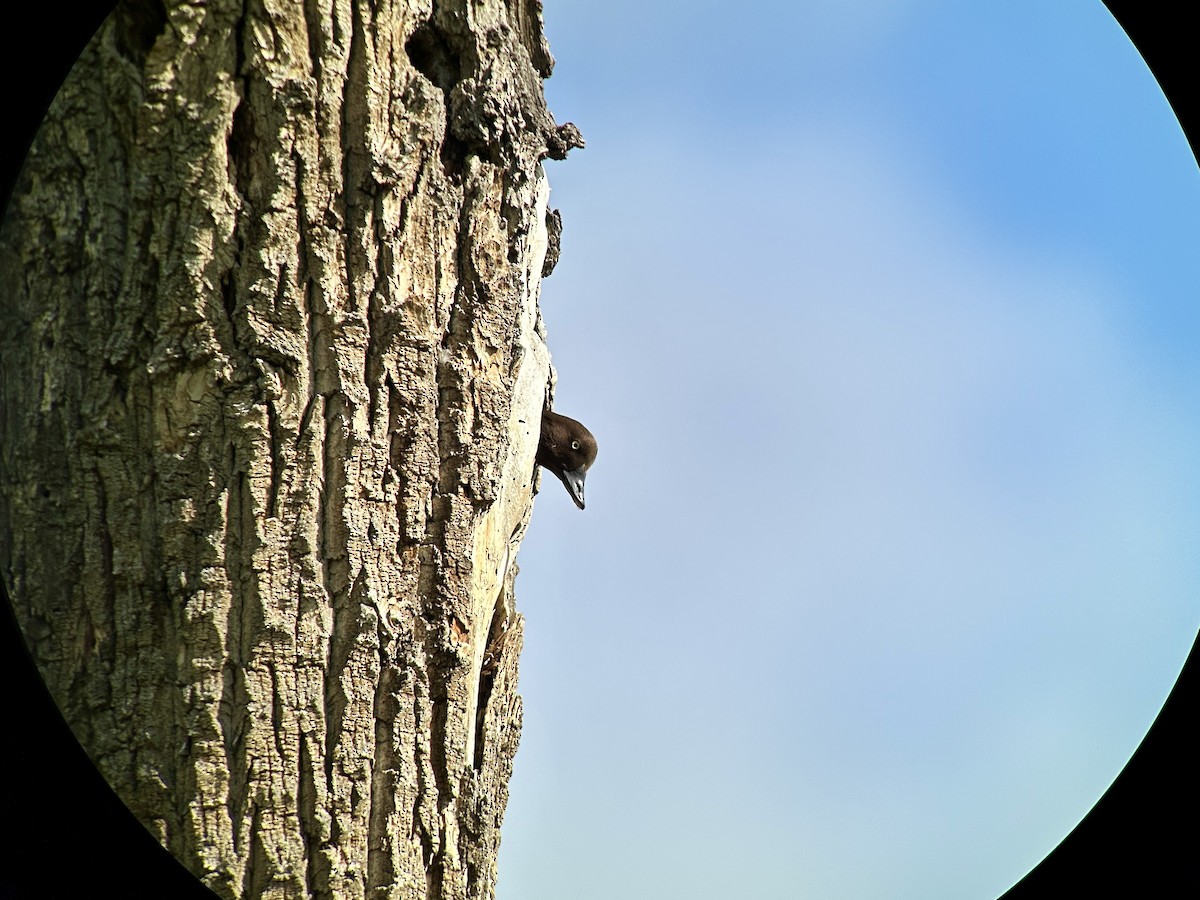 Common Goldeneye - ML636417515