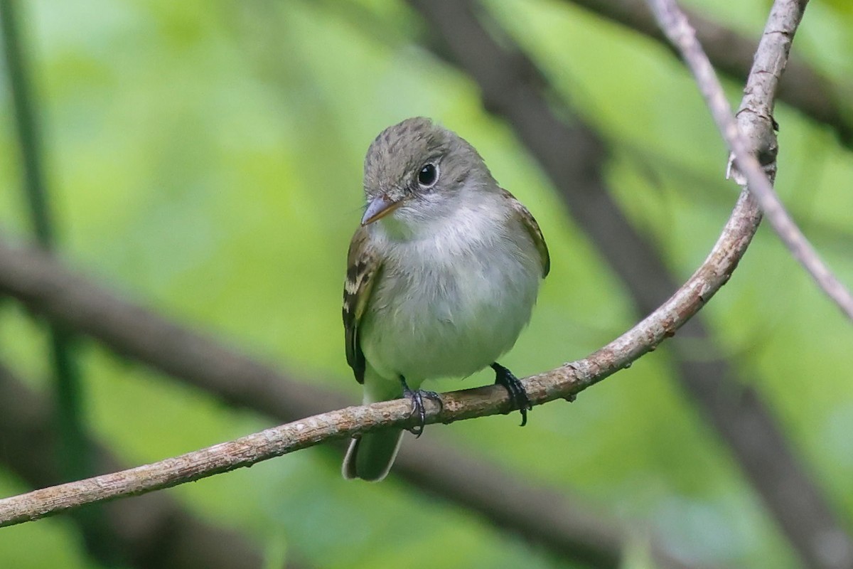 Alder Flycatcher - ML636417518