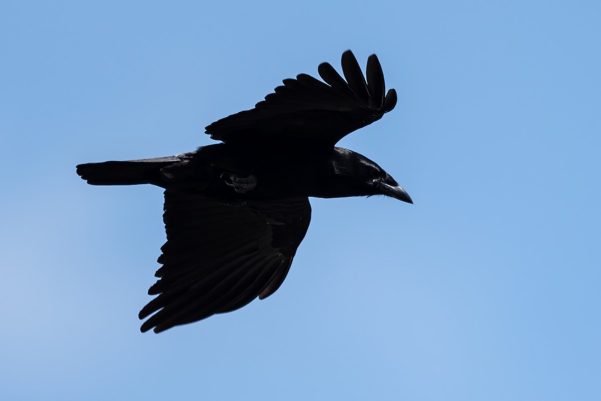 Cuban Palm-Crow - ML636417542