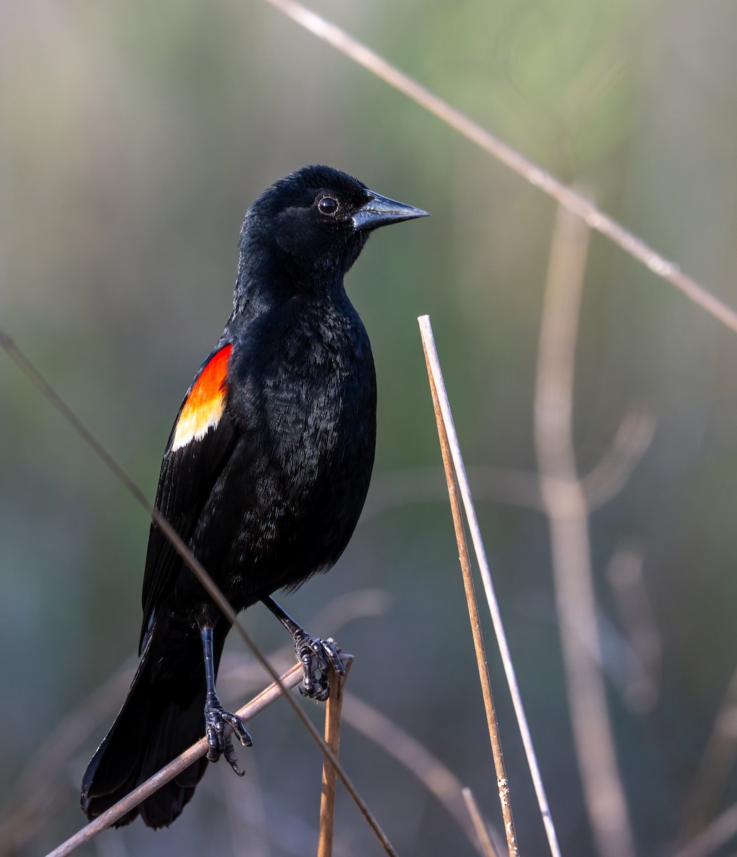 Red-shouldered Blackbird - ML636417613