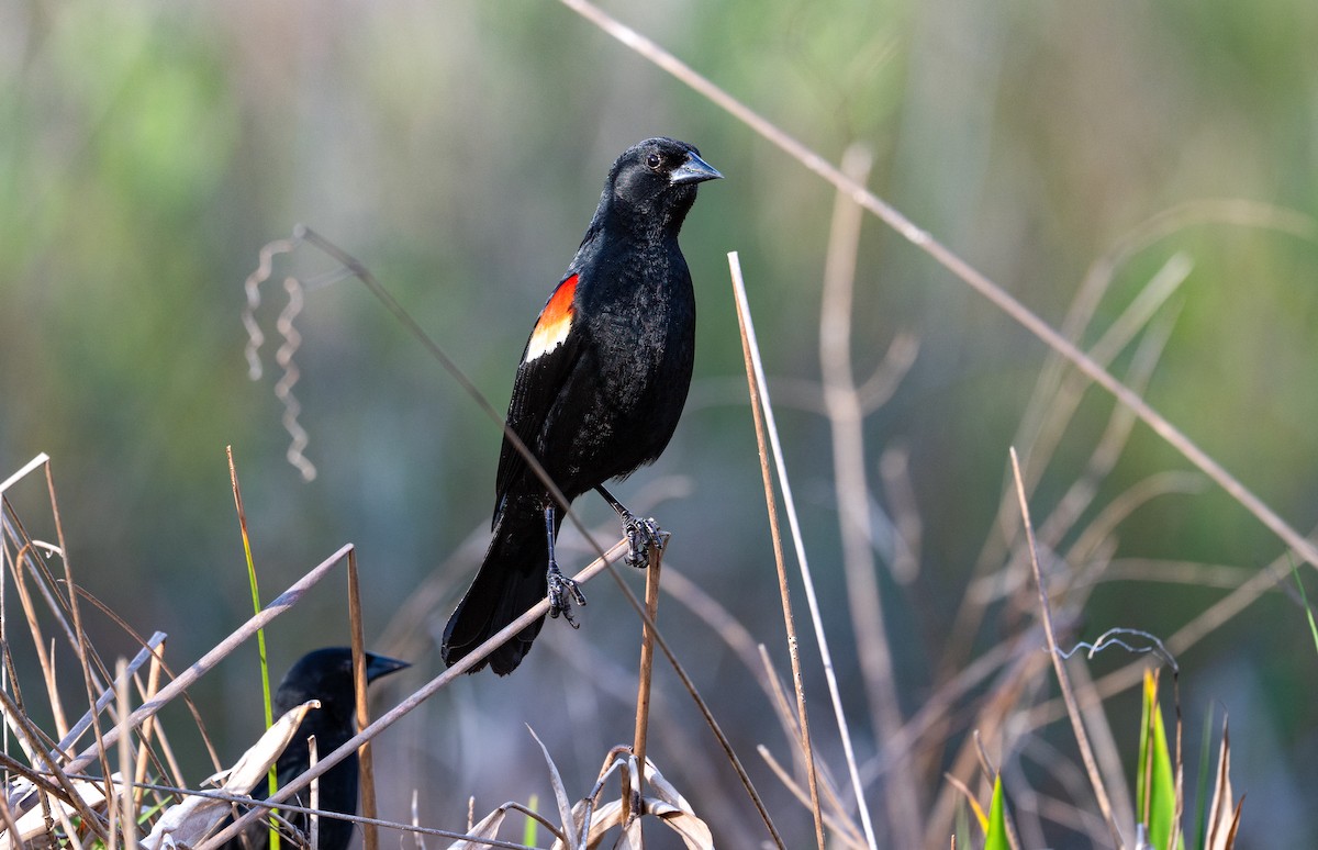 Red-shouldered Blackbird - ML636417614