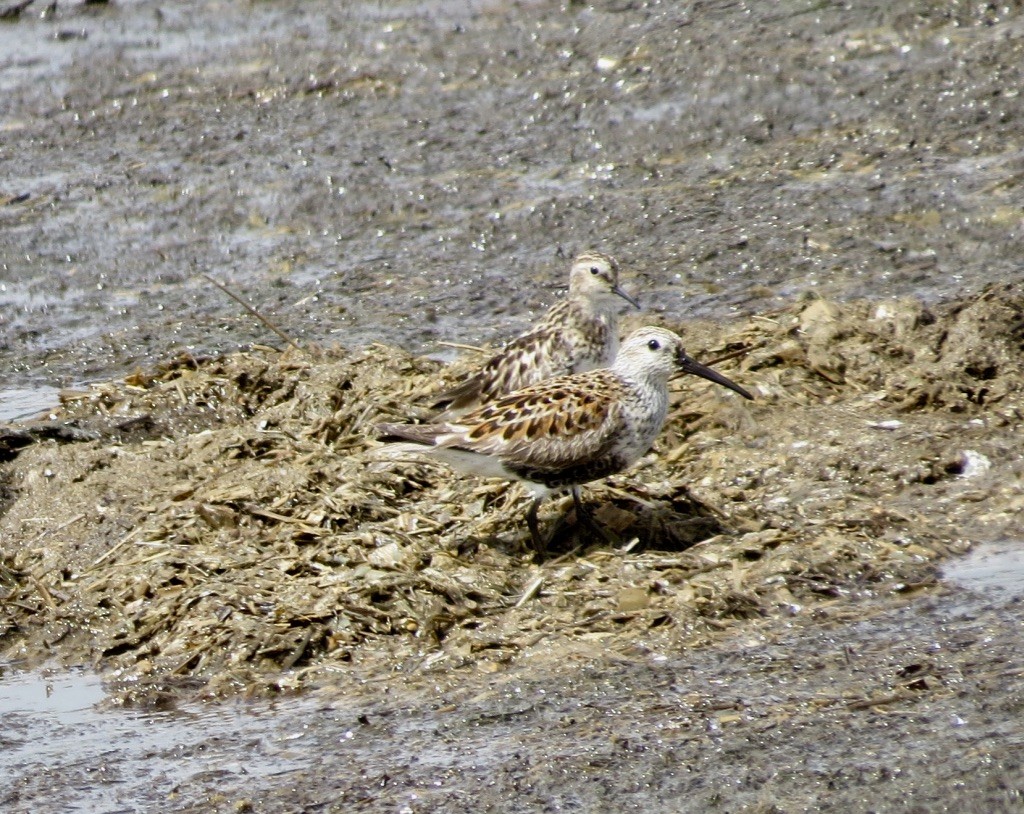 Dunlin - ML636417646