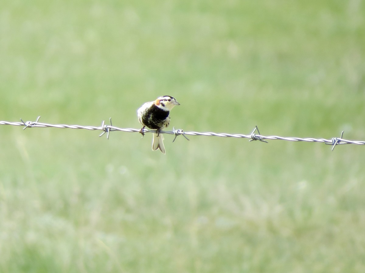 Chestnut-collared Longspur - ML636417704