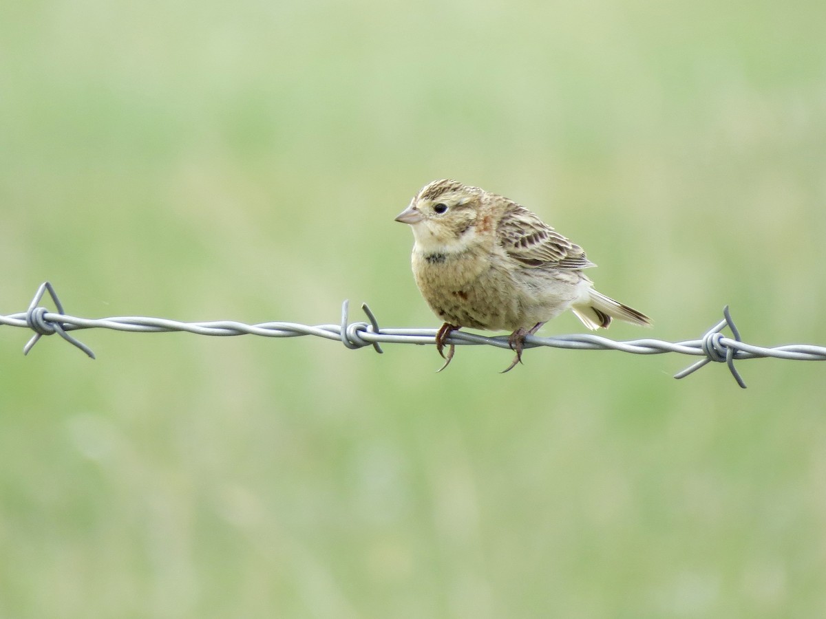 Chestnut-collared Longspur - ML636417705