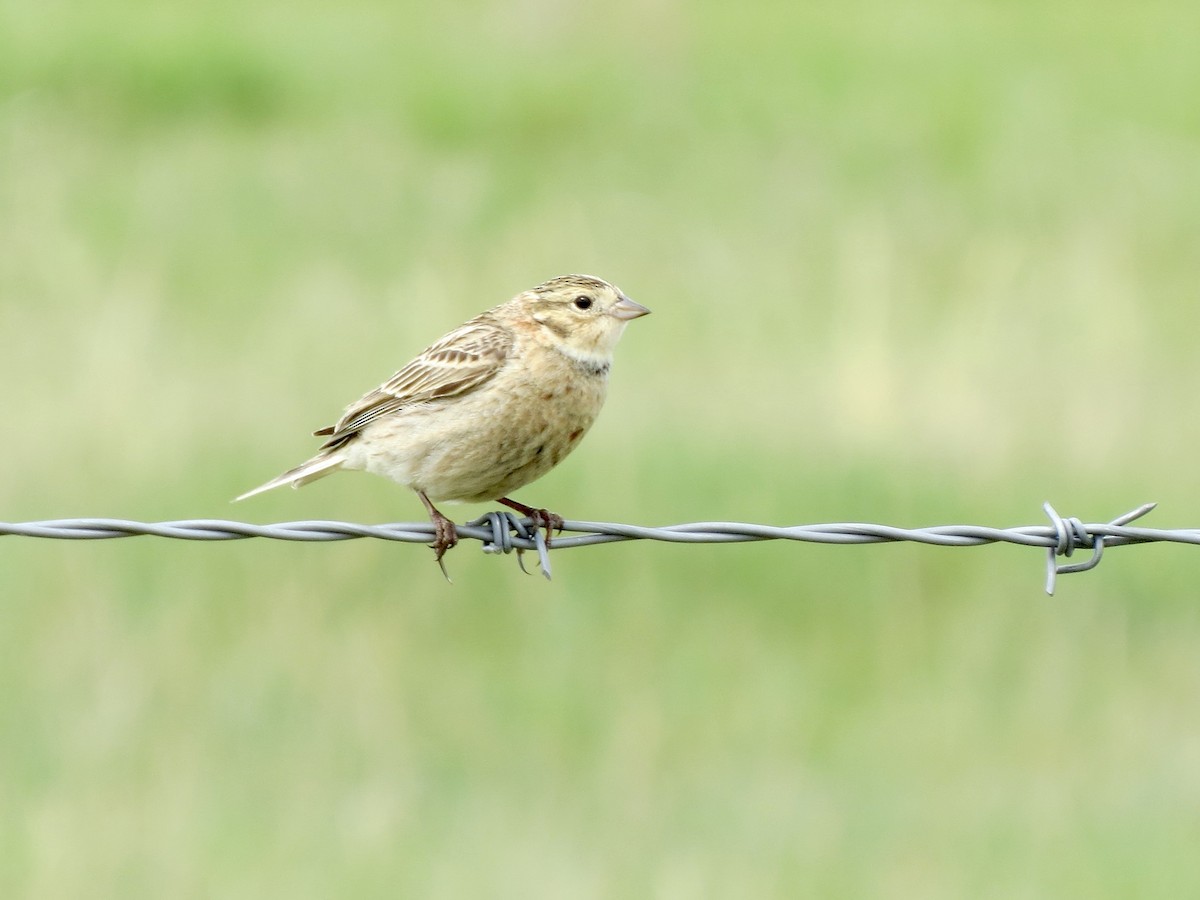 Chestnut-collared Longspur - ML636417706