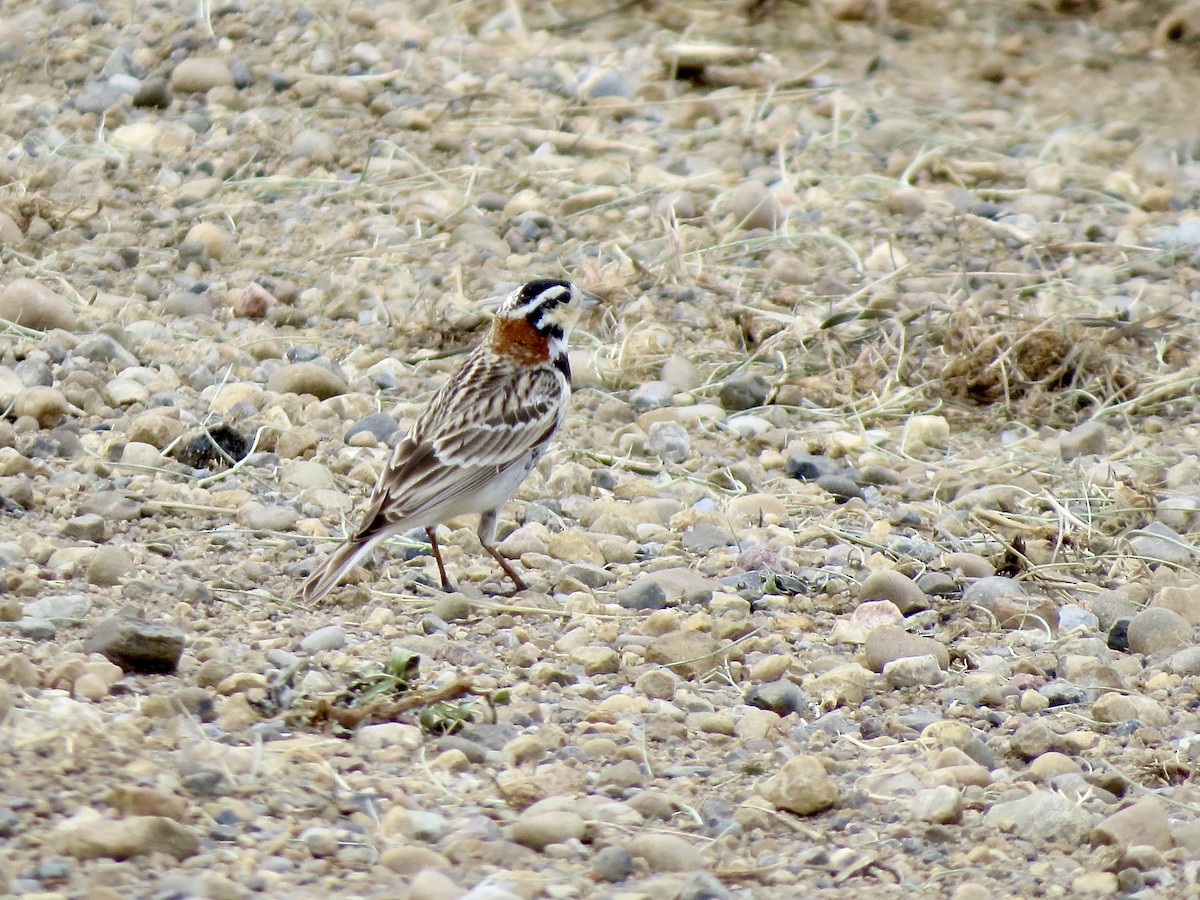 Chestnut-collared Longspur - ML636417707
