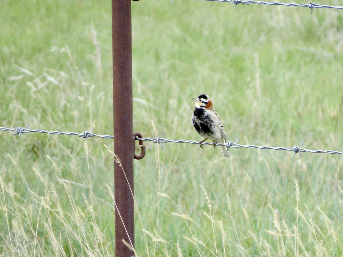 Chestnut-collared Longspur - ML636417708
