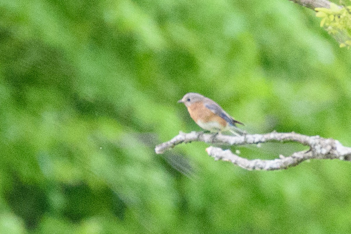 Eastern Bluebird - ML636417716