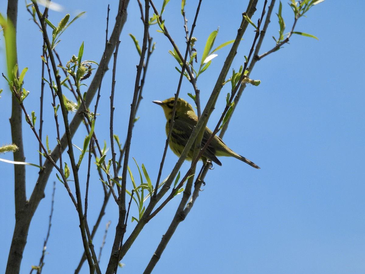 Paruline des prés - ML636417743