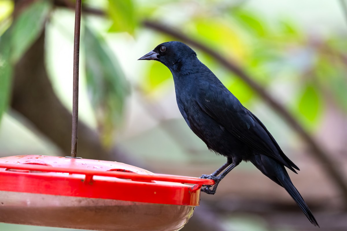 Cuban Blackbird - ML636417853