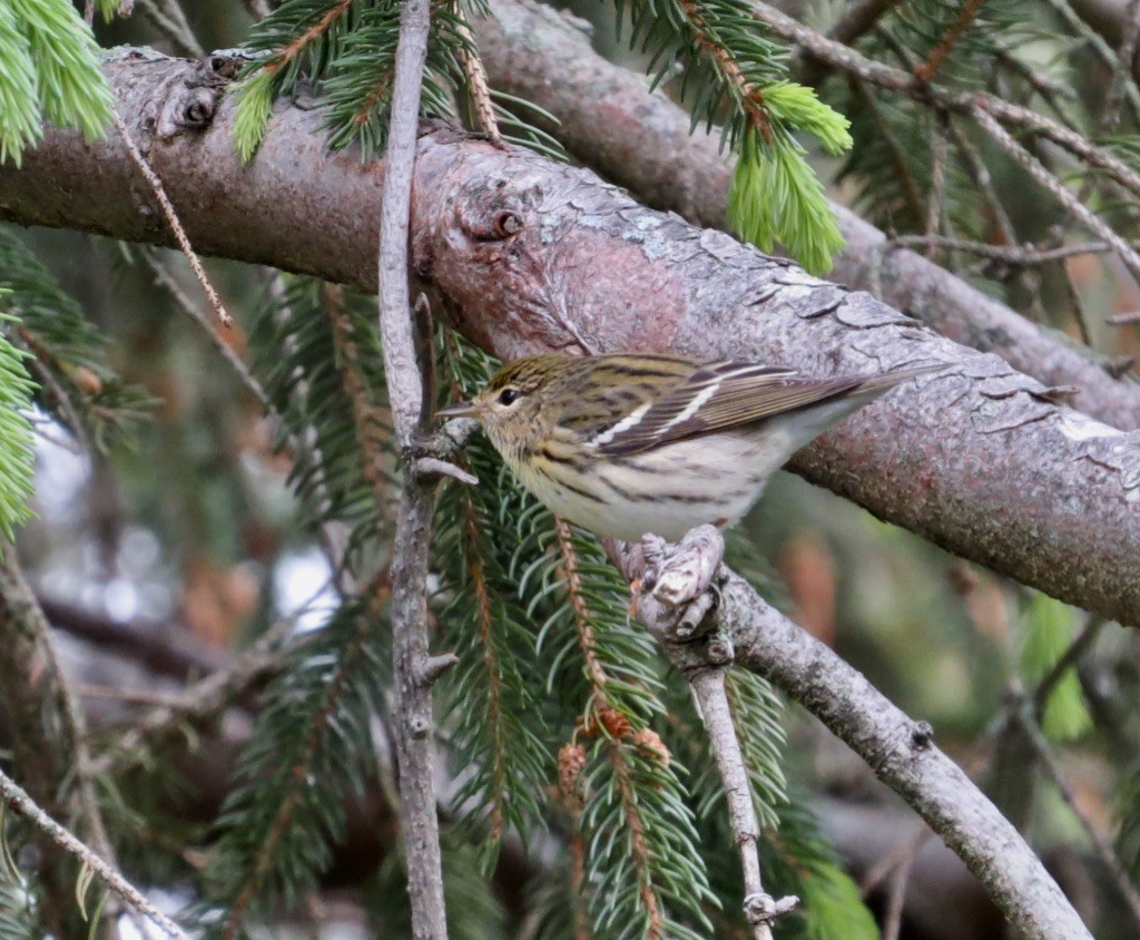 Blackpoll Warbler - ML636417863