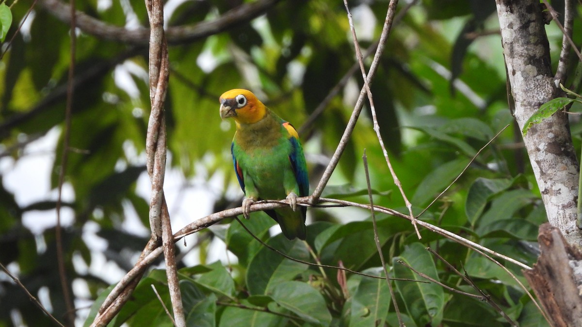 Saffron-headed Parrot - ML636417872