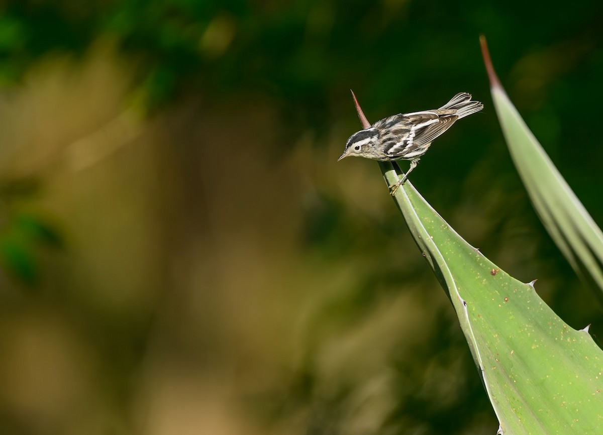 Black-and-white Warbler - ML636417875