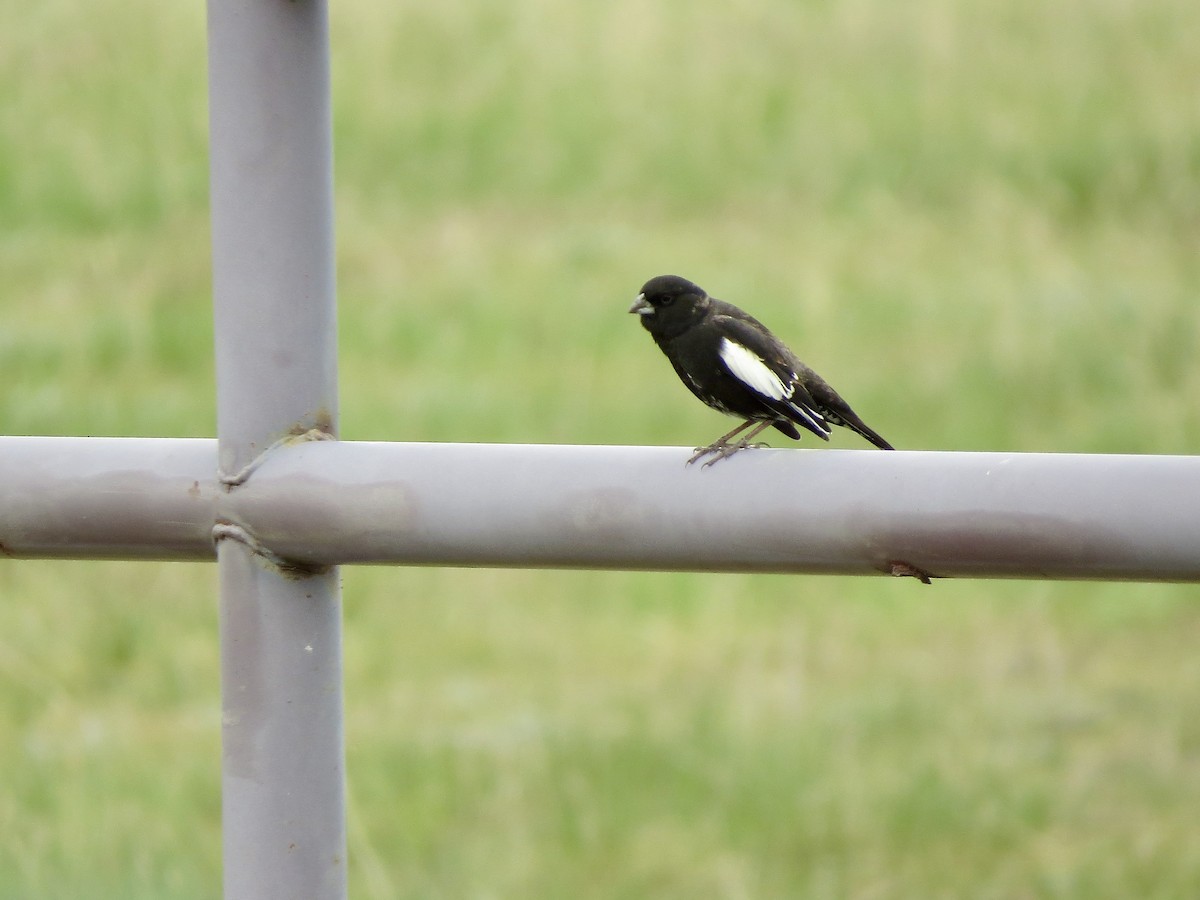 Lark Bunting - ML636417963