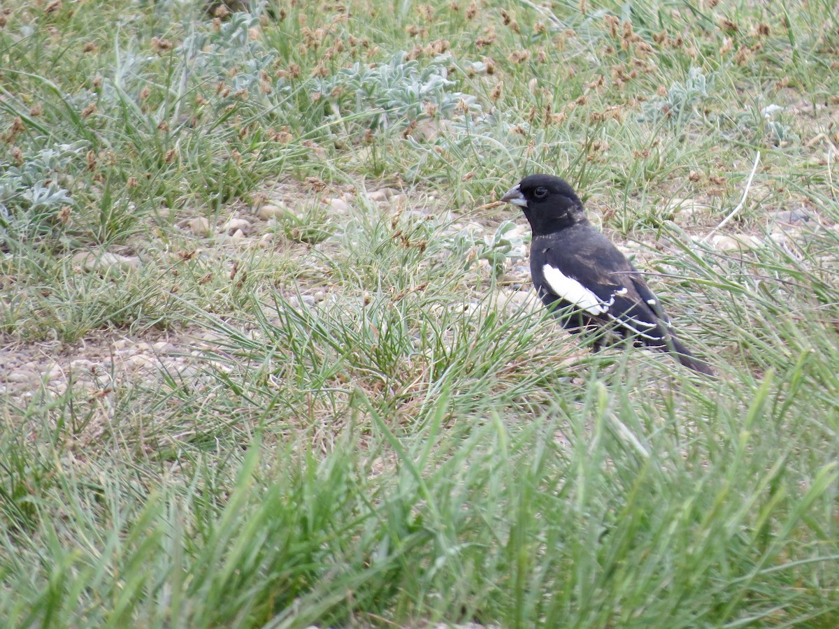 Lark Bunting - ML636417964