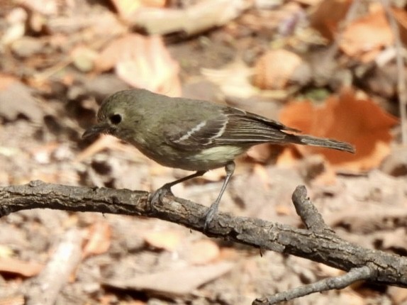 Hutton's Vireo - ML636418089