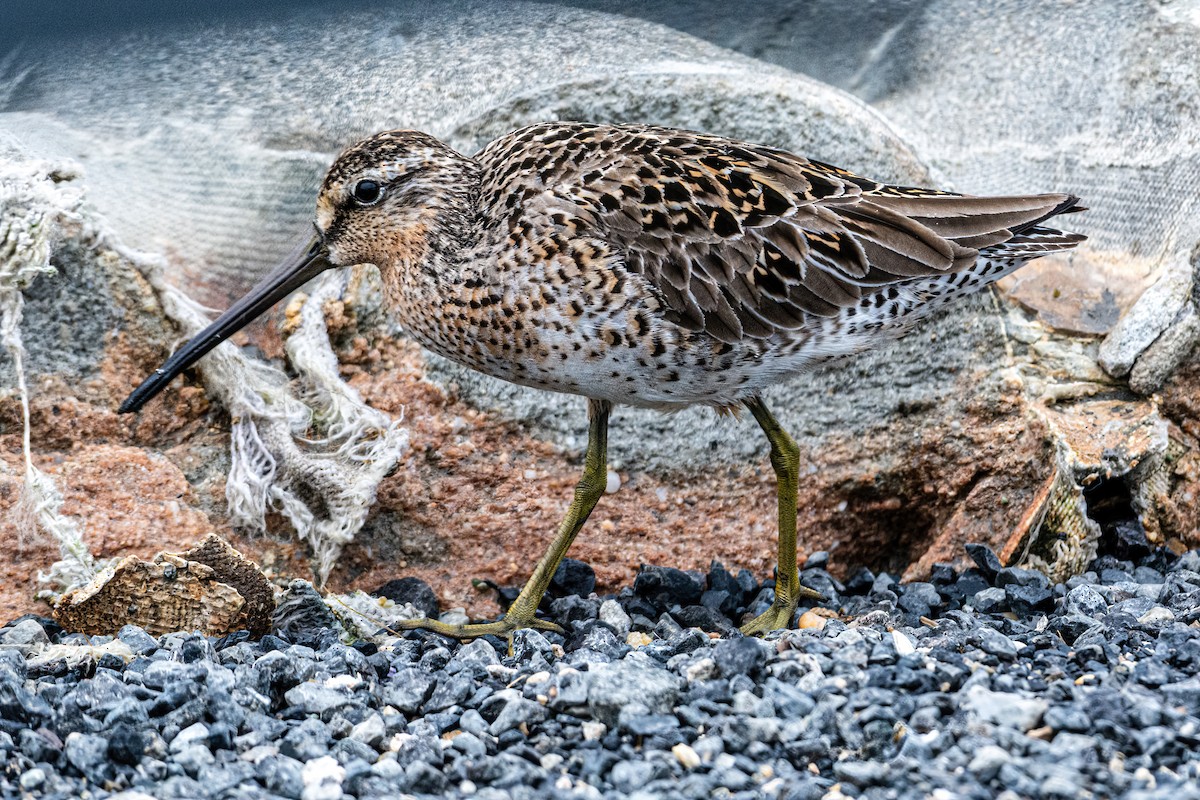 Short-billed Dowitcher - ML636418104
