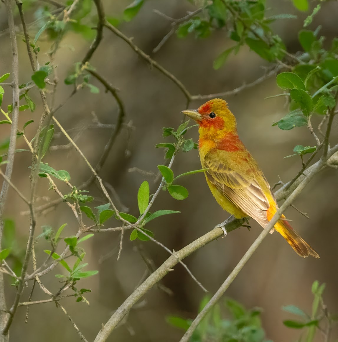 Summer Tanager - ML636418175
